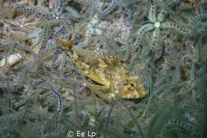 Xmas menu : Taurulus bubalis (longspined bullhead) on a b... by E&e Lp 