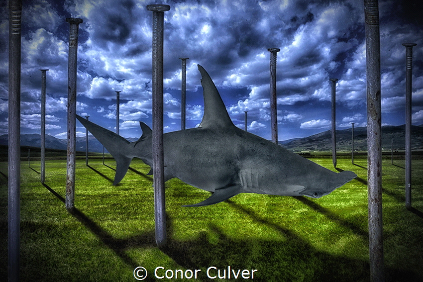 "Hammer Forest" part of my Underwater Surrealism body of ... by Conor Culver 
