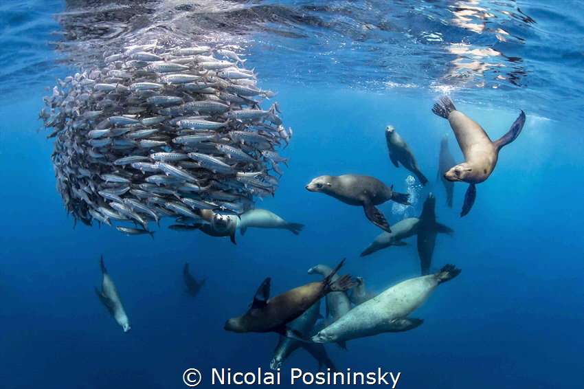 let's see who is the fastest by Nicolai Posininsky 