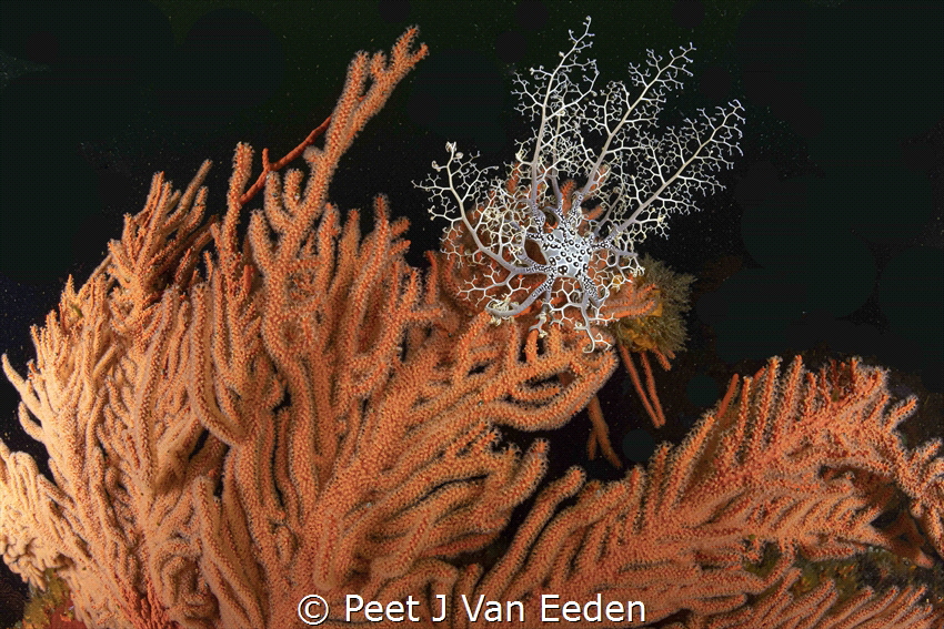 Reaching Out

Basket Star on a Palmate Sea fan by Peet J Van Eeden 