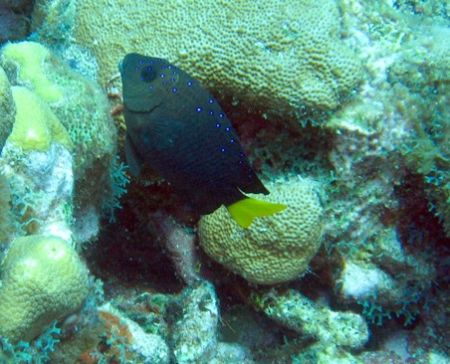 Photo taken August 13,2006 at East end of Grand Cayman wi... by Bonnie Conley 