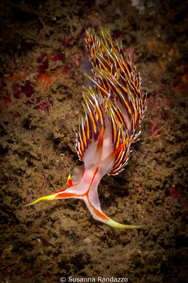Colors of India_Phidiana m. nudibranch_2022
(Canon 60,1/... by Susanna Randazzo 