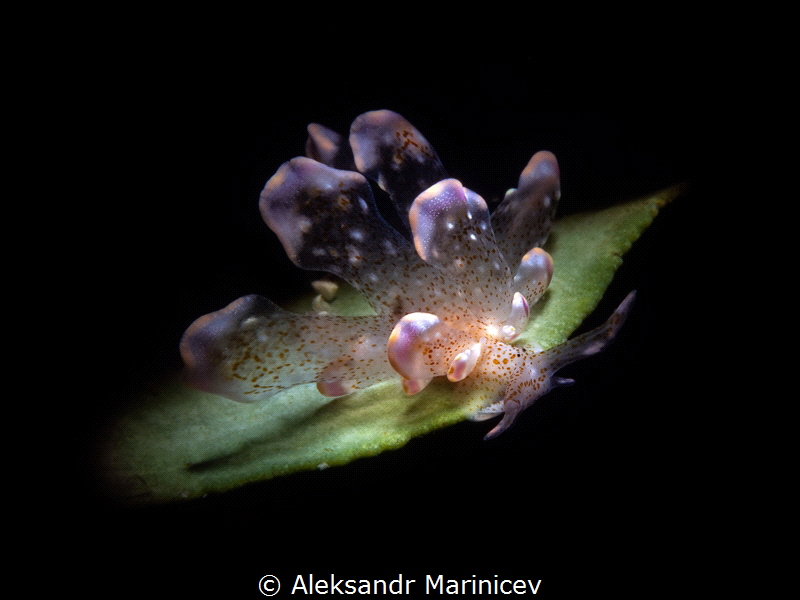 Cyerce Bourbonica Nudibranch
Romblon Island, Philippines by Aleksandr Marinicev 