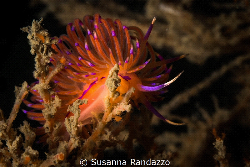 Flabellina rubrolineata nudibranch_2022
(Canon60,1/200,f... by Susanna Randazzo 