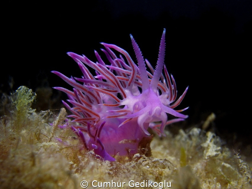 Flabellina affinis by Cumhur Gedikoglu 