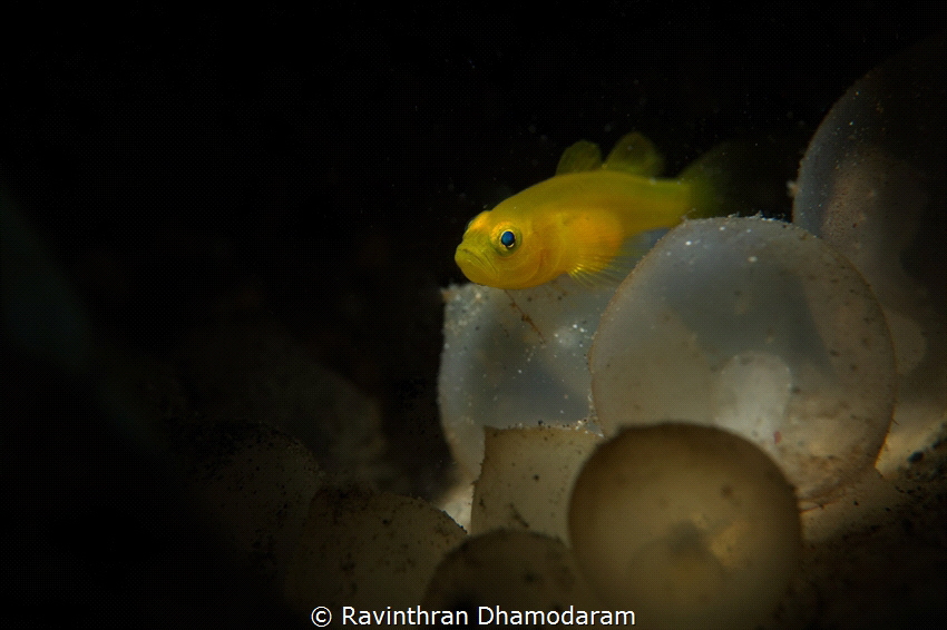Lucky find by Ravinthran Dhamodaram 