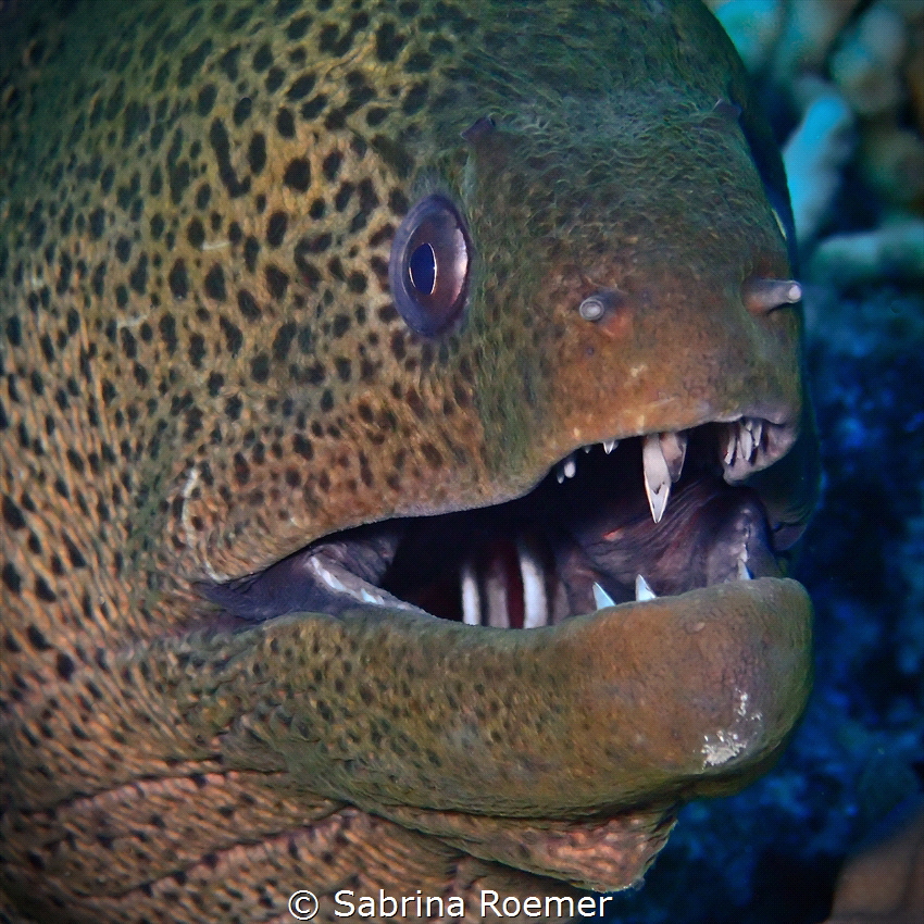 Giant Moray - gymnothorax javanicus
Photo taken in Marsa... by Sabrina Roemer 