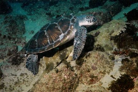 The wobby & The turtle, or The turtle & the wobby?? taken... by Peter Simpson 
