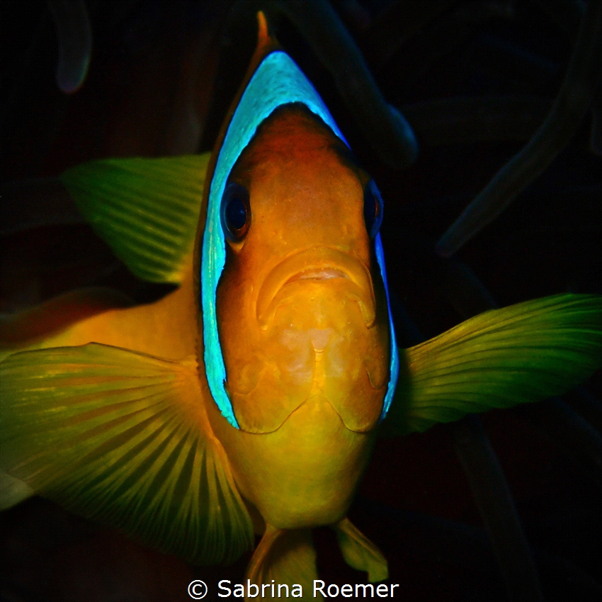 Red Sea Anemonefish - amphiprion bicinctus
Photo taken i... by Sabrina Roemer 