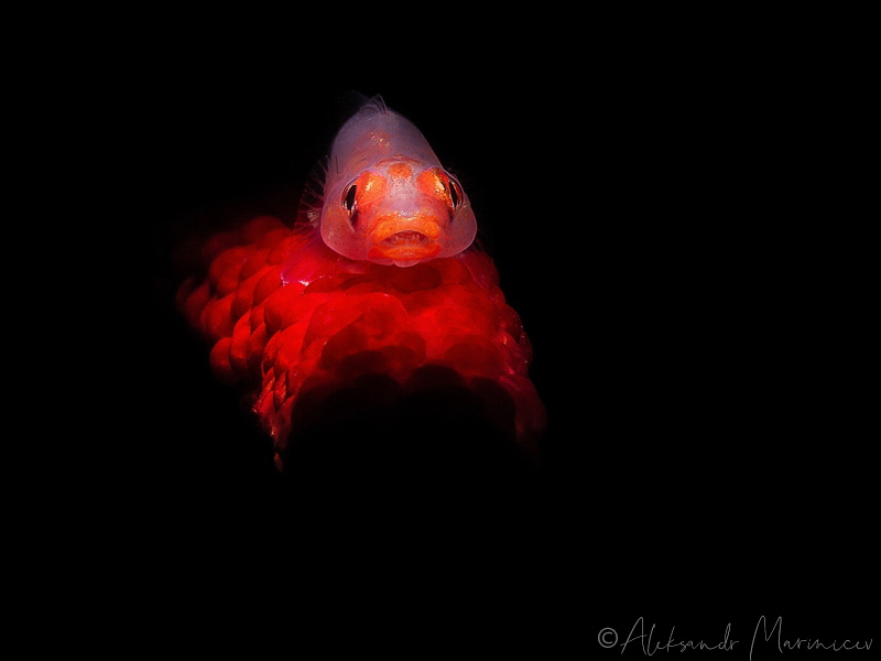 Red-eyed goby fish
Anilao, Philippines by Aleksandr Marinicev 