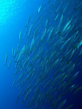 Barracuda passing by, taken at Shark reef with E300. by Nikki Van Veelen 
