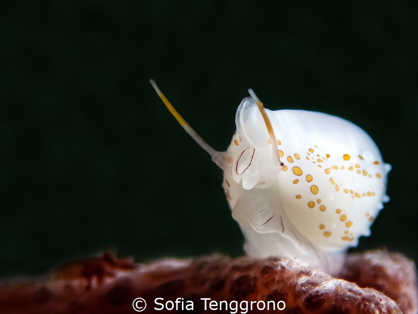 Ovulidae-Egg Shell Cowrie by Sofia Tenggrono 