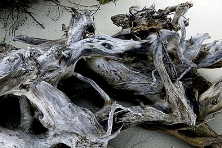 Driftwood, Maldives 2006. by Chris Wildblood 