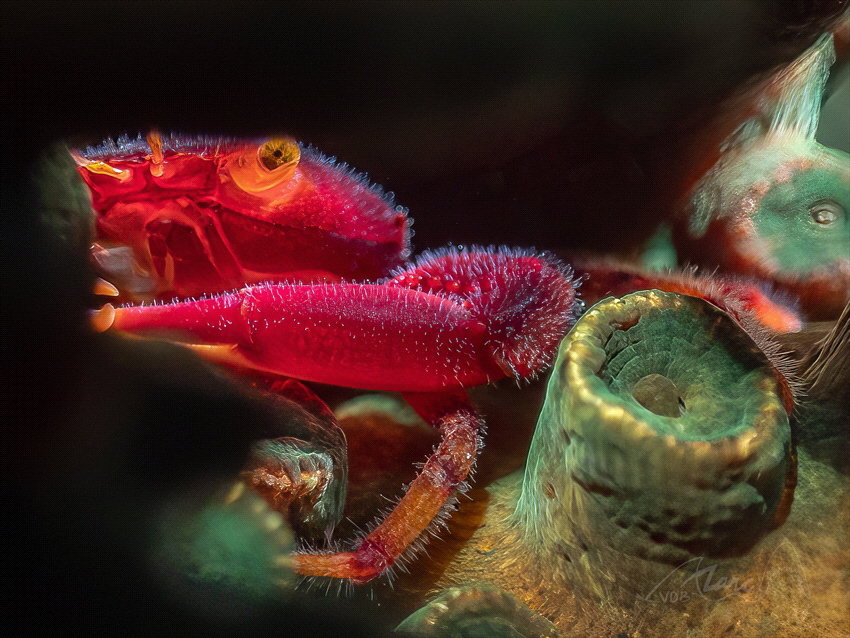 hiding by Marc Van Den Broeck 