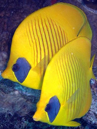 Masked butterfly fish taken at Sharksbay with Olympus SP350. by Anel Van Veelen 