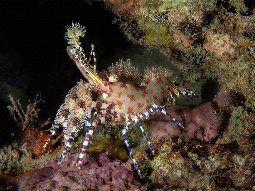 donald duck (marble shrimp) by Marc Van Den Broeck 