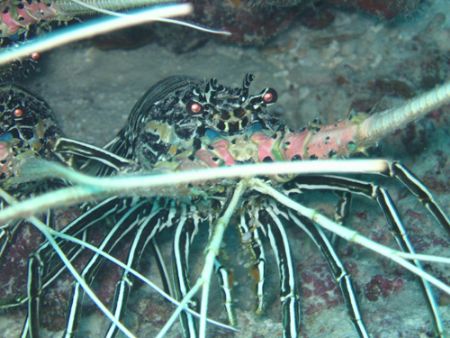 Lobsters by Adrian Newell 