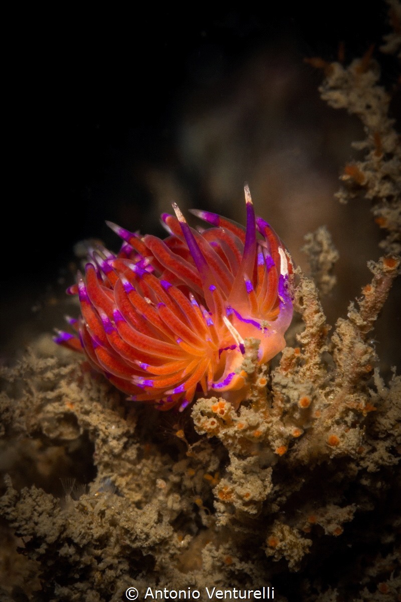 There is a diving place here in Goa called "the wreck", a... by Antonio Venturelli 