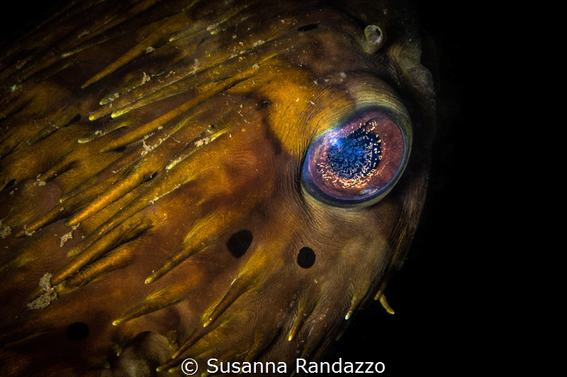 The universe in its eyes!Close up of a big eye puffer fis... by Susanna Randazzo 