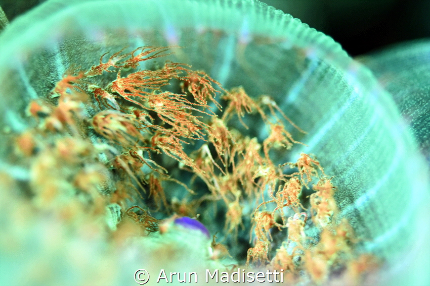 Warty Corallimorph abstract under fluorescent light by Arun Madisetti 