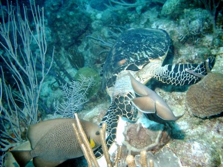 Turtle and Grey Angels having a feast on a sponge by Peter Foulds 