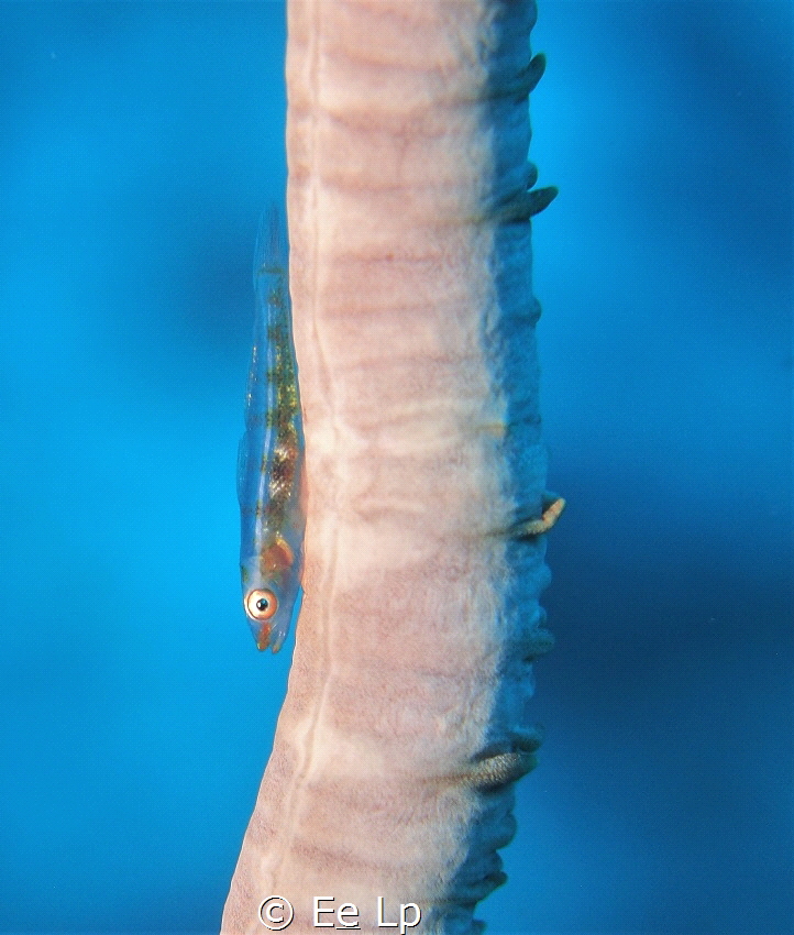 Bryaninops loki (Loki whip-goby). (f/5.6, 1/200, ISO-200,... by E&e Lp 