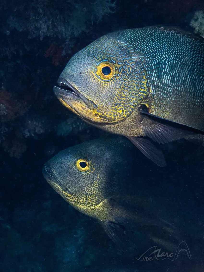 yellow eyes by Marc Van Den Broeck 