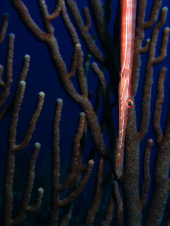 A trumpet fish hanging out at The South Water Cay Marine ... by Martin Spragg 