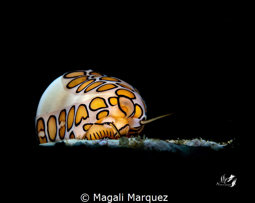 Flamingo tongue with Marelux SOFT by Magali Marquez 
