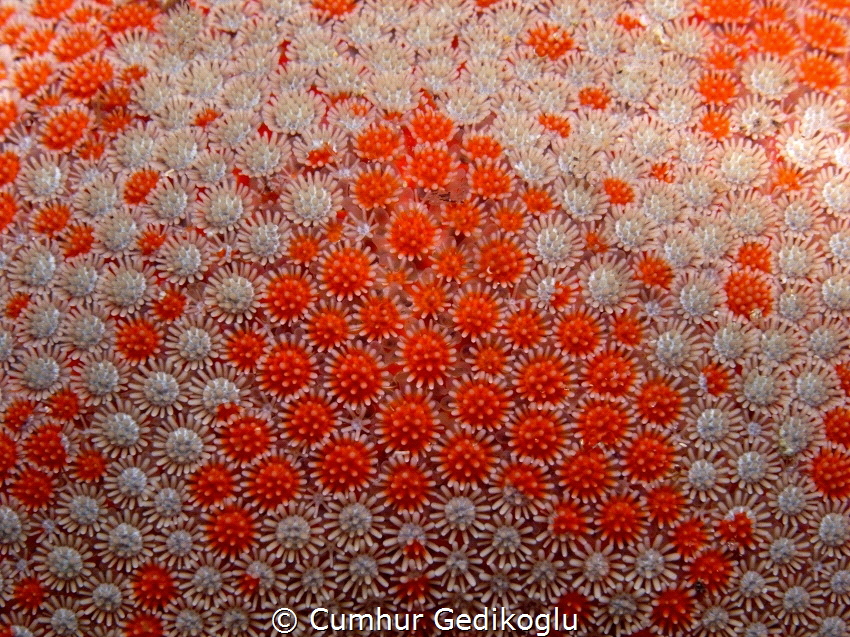 Astropecten aranciacus
Red comb sea star
Flower field by Cumhur Gedikoglu 