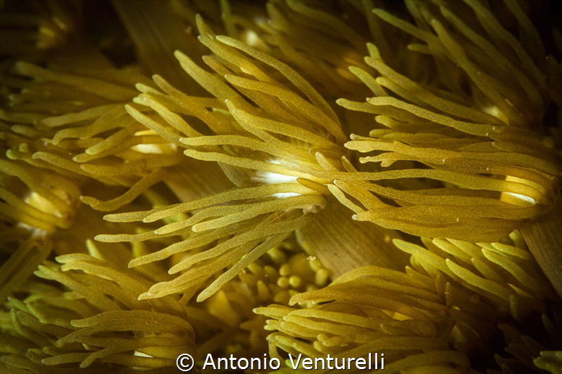 Corals like flowers in the wind_Goa_2023
(Canon100,1/250... by Antonio Venturelli 