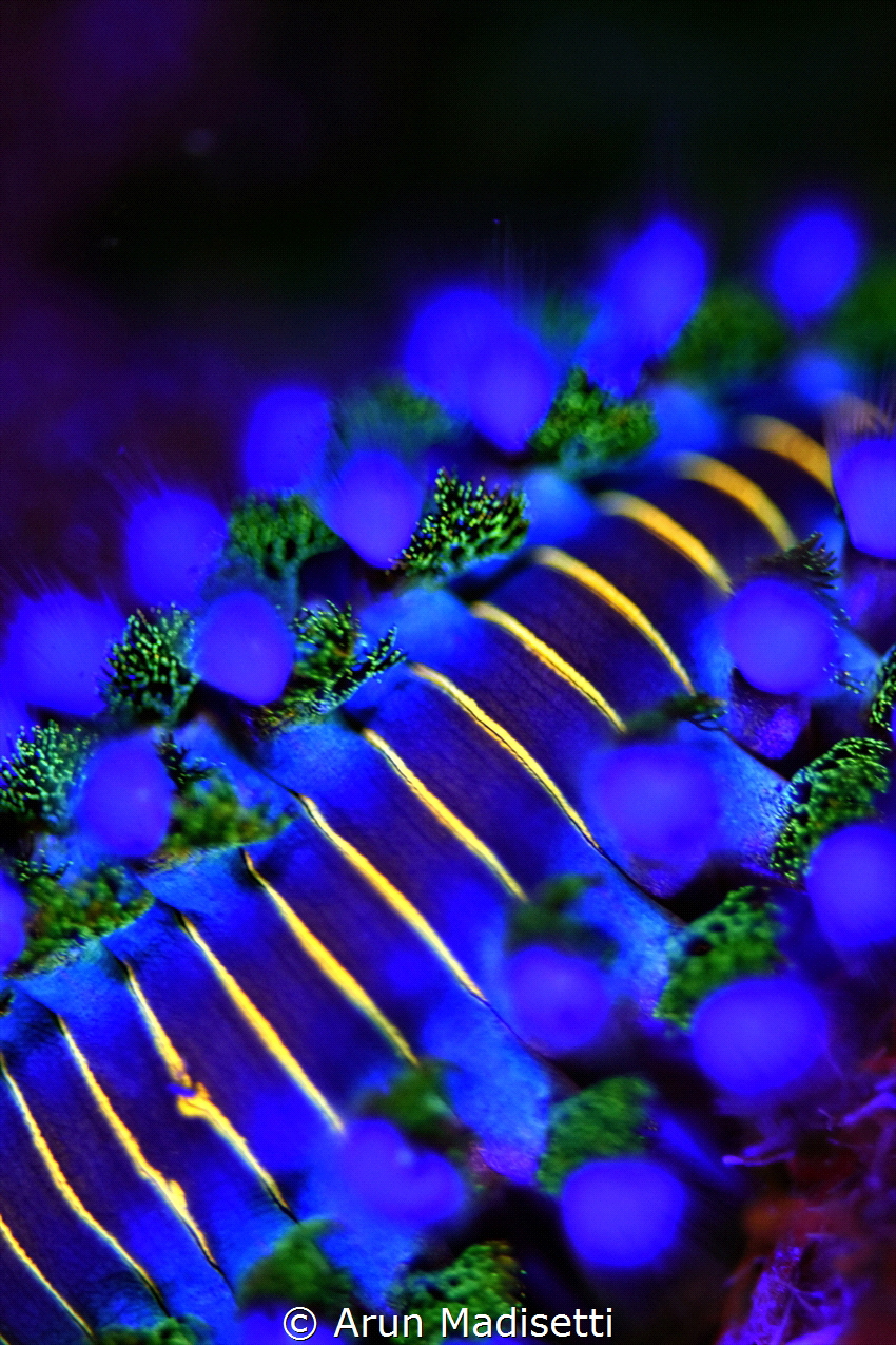 Fireworm lit by UV. by Arun Madisetti 