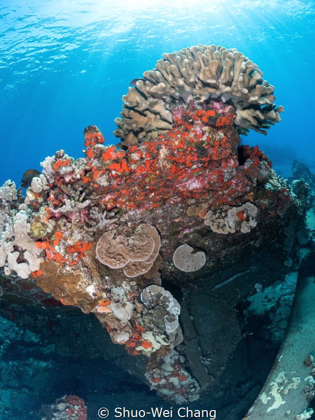 Cauliflower coral by Shuo-Wei Chang 