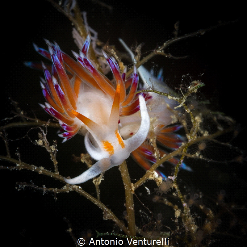 Iconic Cratena nudibranch of Mediterranean Sea_2022
(Can... by Antonio Venturelli 