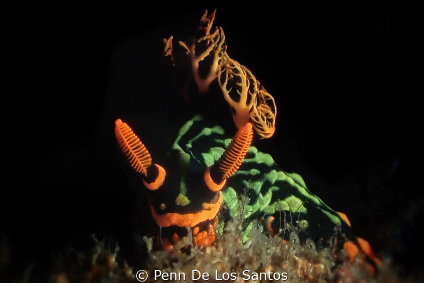 Nembrotha kubaryana by Penn De Los Santos 