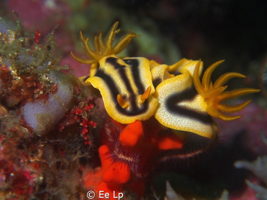 Tender moments in sweet colours for Chromodoris joshi. (f... by E&e Lp 