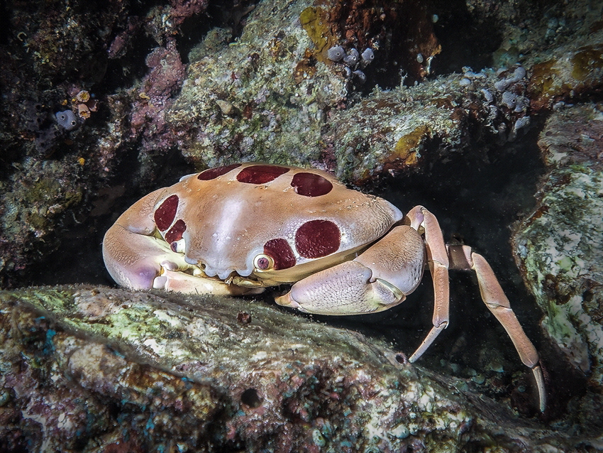 okercrab by Marc Van Den Broeck 