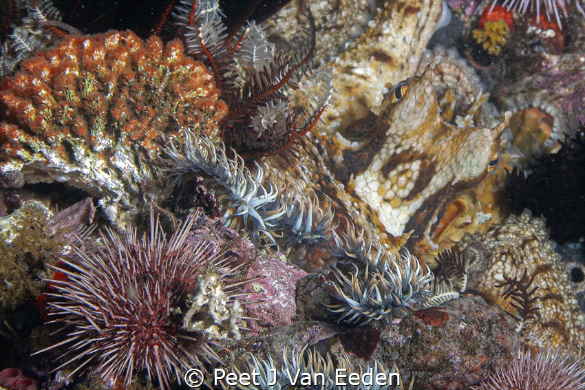 Find the hide-away octopus by Peet J Van Eeden 