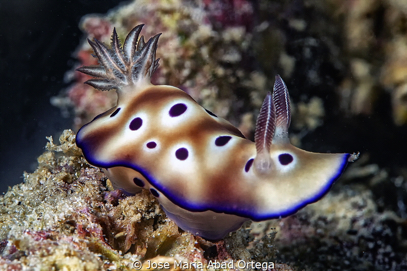 Hypselodoris tryoni by Jose Maria Abad Ortega 