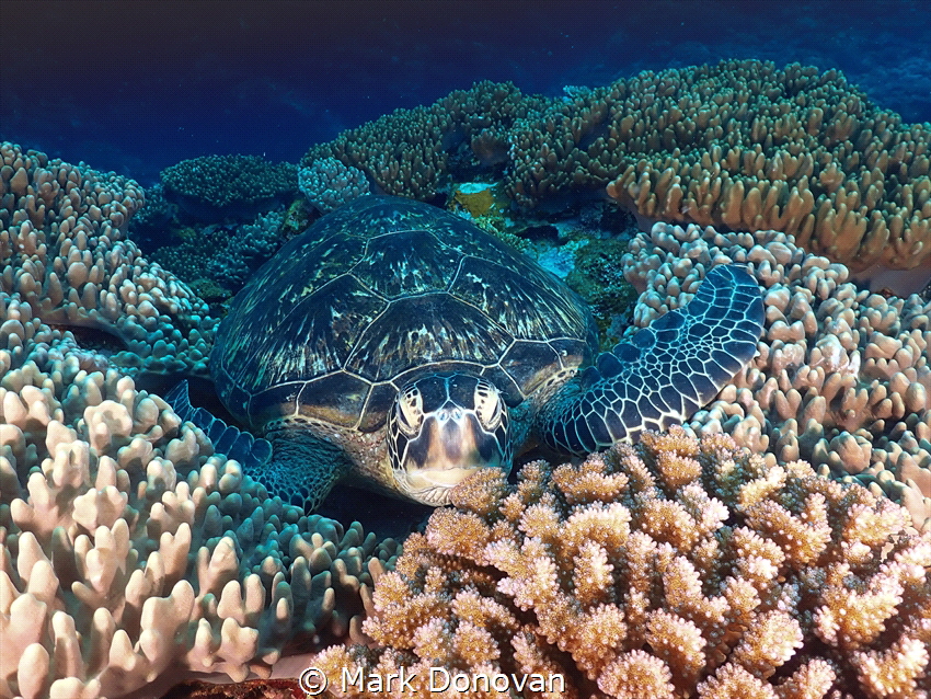 A lovely turtle in Ishigaki by Mark Donovan 