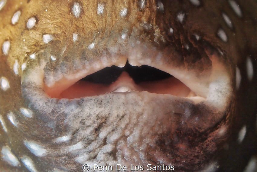 Parched lips by Penn De Los Santos 