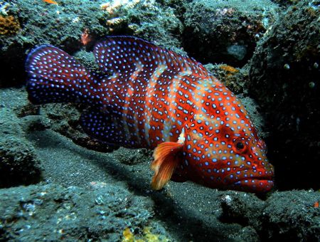 Colourful Grouper off USS Liberty Wreck, Tulamben, Bali by Alex Lim 
