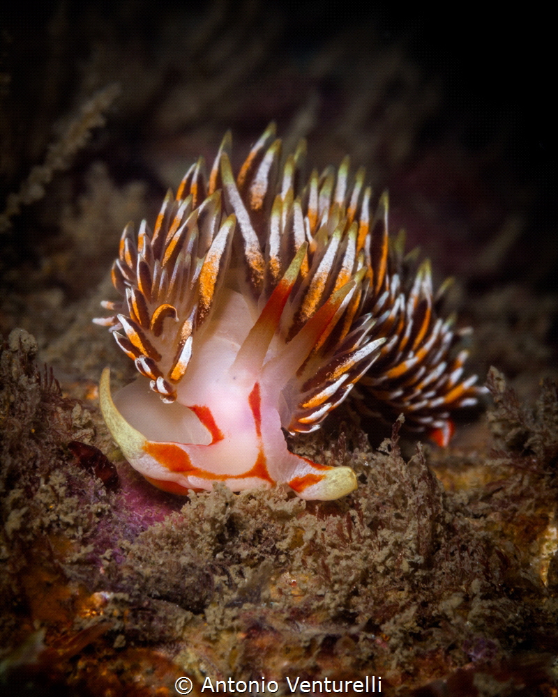 Phidiana militaris close up at the "wreck" dive site arou... by Antonio Venturelli 