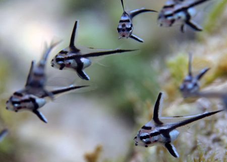 Juvenile Jack knife fish doing their thing (whatever that... by Dr Evil 