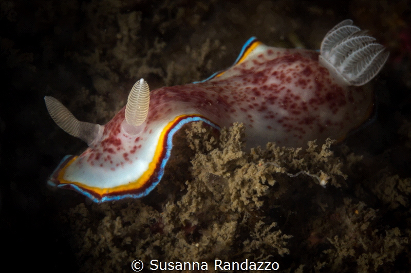 Close up of a Chromodoris trimarginata nudibranch,common ... by Susanna Randazzo 
