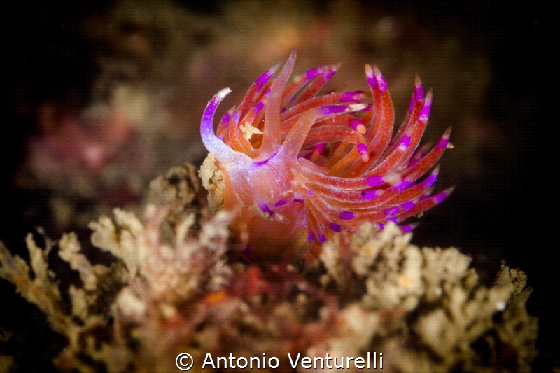 My strobes illuminated this Flabellina well, perhaps too ... by Antonio Venturelli 