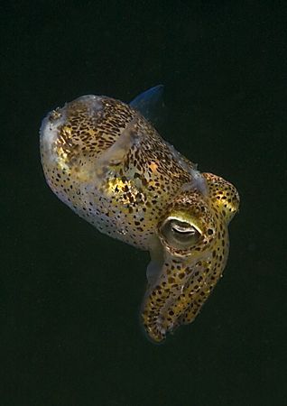 Little cuttle.
Trefor Pier, N. Wales.
D200, 60mm. by Mark Thomas 
