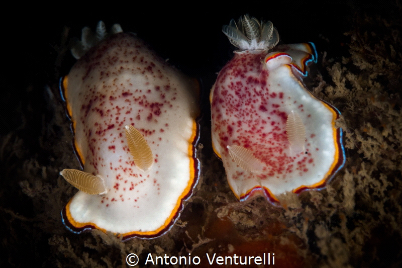 Pair of Chromodoris trimarginata nudibranchs_Goa_2023
(C... by Antonio Venturelli 