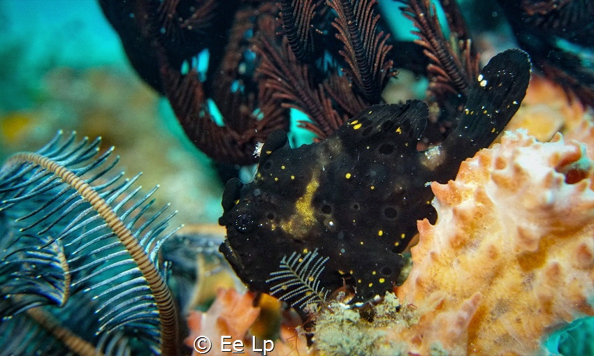 Juvenile Antennarius maculatus (warty frogfish) in its en... by E&e Lp 