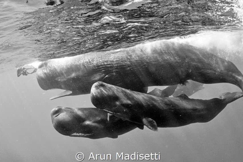 humbling experience (taken under permit) by Arun Madisetti 